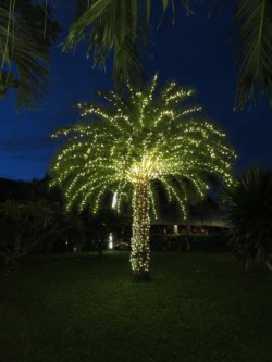 Palm Christmas Tree