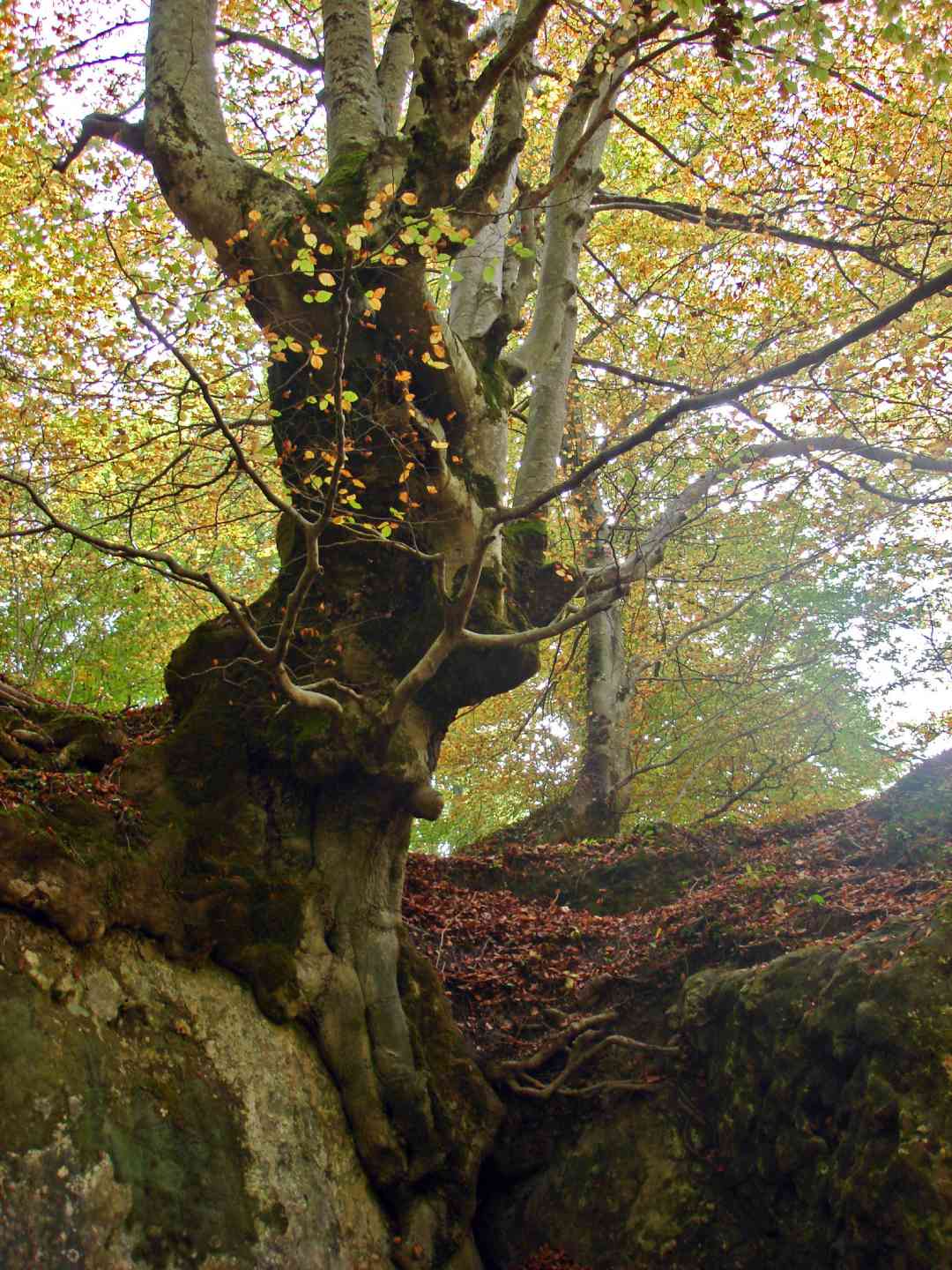 old-tree-urederra